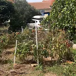 Beko I Dada * 奥利布岛