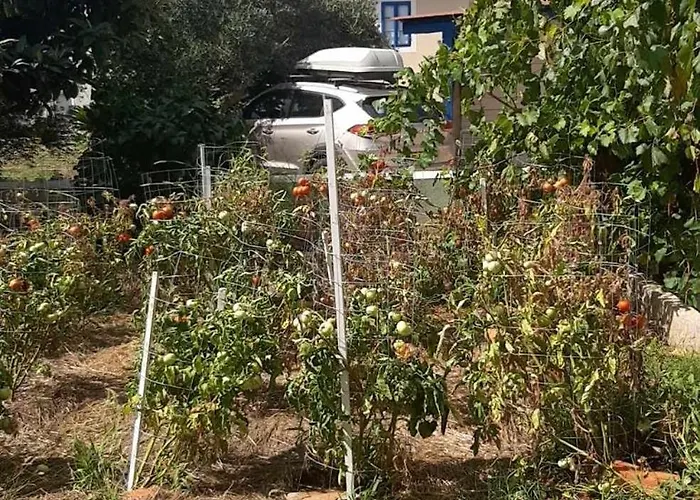 Beko I Dada * Олиб